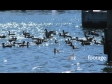 Ducks on Water 1 1132